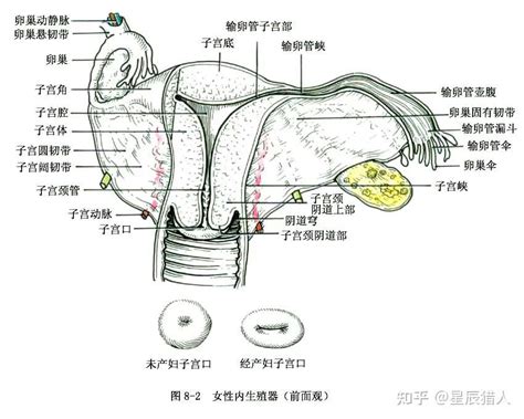 女孩生殖器|女性生殖系统解剖图（建议收藏）